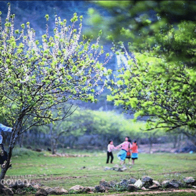 Moc Chau 3D2N Tour from Hanoi – Uncover the Beauty of Northern Vietnam