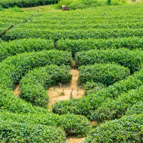 Moc Chau 3D2N Tour from Hanoi Moc Chau 3D2N Tour from Hanoi