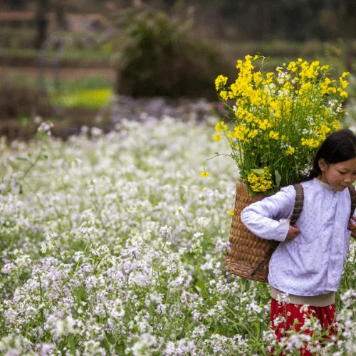 Ha Giang Loop Tour from Hanoi Ha Giang Loop Tour from Hanoi