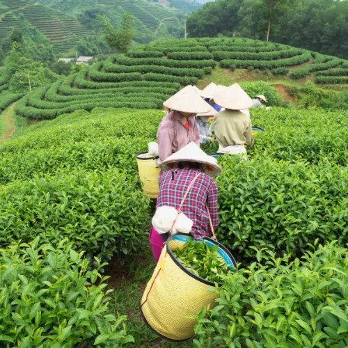 best time of year to go to vietnam best time of year to go to vietnam