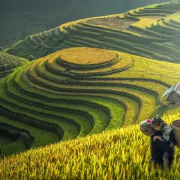 Sapa